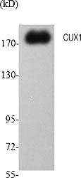 Fig.1. Western Blot analysis of various cells using CUX1 Polyclonal Antibody diluted at 1:1000.