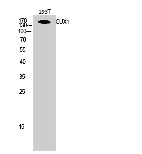 Fig.2. Western Blot analysis of 293T cells using CUX1 Polyclonal Antibody diluted at 1:1000.