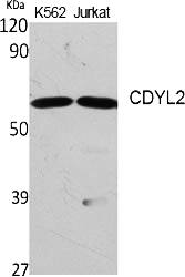 Fig.1. Western Blot analysis of various cells using CDYL2 Polyclonal Antibody diluted at 1:1000.