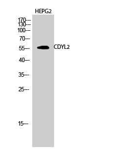 Fig.2. Western Blot analysis of HEPG2 cells using CDYL2 Polyclonal Antibody diluted at 1:1000.