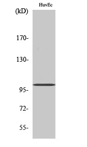 Fig. Western Blot analysis of various cells using Centrobin Polyclonal Antibody.