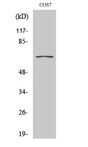 Fig. Western Blot analysis of various cells using CEP70 Polyclonal Antibody diluted at 1:2000.