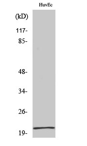 Fig. Western Blot analysis of various cells using Cerebellin 1 Polyclonal Antibody.