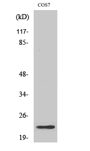 Fig. Western Blot analysis of various cells using Cerebellin 2 Polyclonal Antibody.