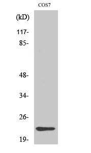 Fig. Western Blot analysis of various cells using Cerebellin 4 Polyclonal Antibody.