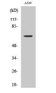 Fig. Western Blot analysis of various cells using CERKL Polyclonal Antibody.