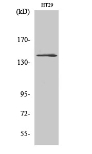 Fig.2. Western Blot analysis of HT29 cells using c-Fms Polyclonal Antibody.