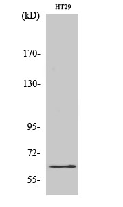 Fig. Western Blot analysis of various cells using c-Fos Polyclonal Antibody diluted at 1:500.