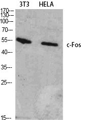 Fig.1. Western Blot analysis of various cells using c-Fos Polyclonal Antibody diluted at 1:1000.