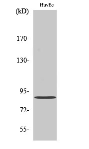 Fig.2. Western Blot analysis of HuvEc cells using cGKII Polyclonal Antibody.