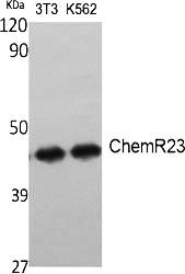 Fig.1. Western Blot analysis of various cells using ChemR23 Polyclonal Antibody diluted at 1:1000.