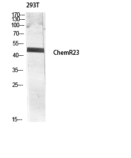 Fig.3. Western blot analysis of 293T lysis using ChemR23 antibody. Antibody was diluted at 1:1000.