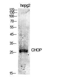 Fig.1. Western Blot analysis of various cells using CHOP Polyclonal Antibody diluted at 1:500.