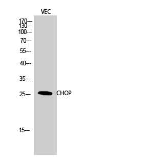 Fig.2. Western Blot analysis of VEC cells using CHOP Polyclonal Antibody diluted at 1:500.