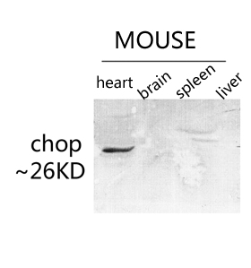 Fig.3. Western blot analysis of various lysis using CHOP Polyclonal Antibody diluted at 1:500. Secondary antibody was diluted at 1:20000.