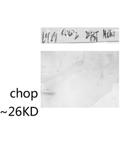 Fig.4. Western blot analysis of various lysis using CHOP Polyclonal Antibody diluted at 1:500. Secondary antibody was diluted at 1:20000.