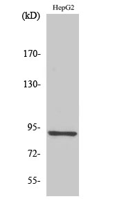 Fig. Western Blot analysis of various cells using CHSY1 Polyclonal Antibody.