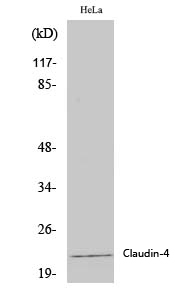 Fig.1. Western Blot analysis of various cells using Claudin-4 Polyclonal Antibody diluted at 1:2000.