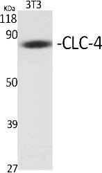Fig.1. Western Blot analysis of various cells using CLC-4 Polyclonal Antibody diluted at 1:500.