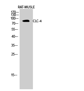 Fig.2. Western Blot analysis of RAT-MUSLE cells using CLC-4 Polyclonal Antibody diluted at 1:500.