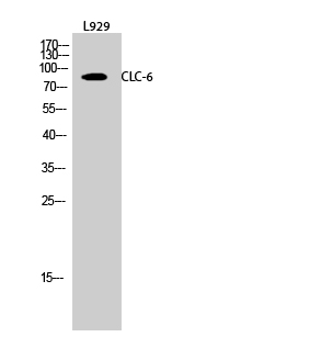 Fig.2. Western Blot analysis of L929 cells using CLC-6 Polyclonal Antibody diluted at 1:500.
