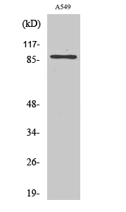 Fig. Western Blot analysis of A549 cells using CLC-7 Polyclonal Antibody diluted at 1:500.