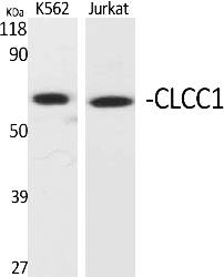 Fig.1. Western Blot analysis of various cells using CLCC1 Polyclonal Antibody diluted at 1:1000.