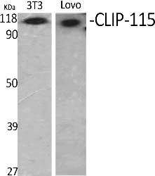Fig.1. Western Blot analysis of various cells using CLIP-115 Polyclonal Antibody.