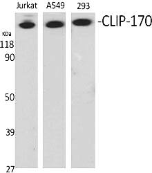 Fig.1. Western Blot analysis of various cells using CLIP-170 Polyclonal Antibody.