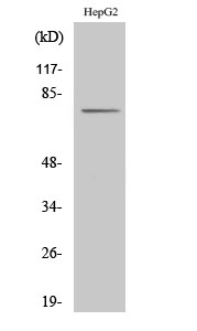 Fig. Western Blot analysis of various cells using CLIP4 Polyclonal Antibody.