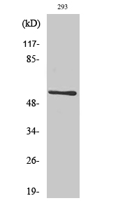Fig.1. Western Blot analysis of various cells using CLK1 Polyclonal Antibody diluted at 1:500.