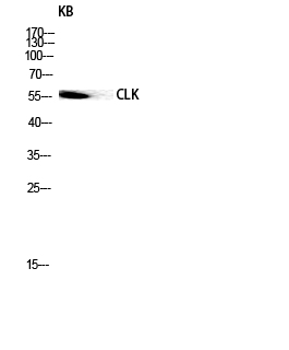 Fig.3. Western blot analysis of KB lysis using CLK1 antibody. Antibody was diluted at 1:500.