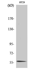 Fig. Western Blot analysis of various cells using CLK4 Polyclonal Antibody.