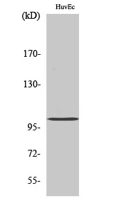 Fig. Western Blot analysis of various cells using Clock Polyclonal Antibody.