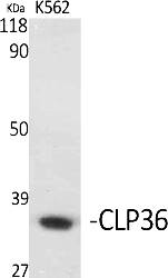 Fig.1. Western Blot analysis of various cells using CLP36 Polyclonal Antibody diluted at 1:1000.