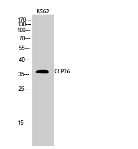 Fig.2. Western Blot analysis of K562 cells using CLP36 Polyclonal Antibody diluted at 1:1000.