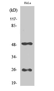 Fig. Western Blot analysis of various cells using Clusterin Polyclonal Antibody.