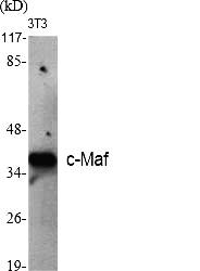 Fig.1. Western Blot analysis of various cells using c-Maf Polyclonal Antibody diluted at 1:500.