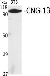 Fig.1. Western Blot analysis of various cells using CNG-1β Polyclonal Antibody.