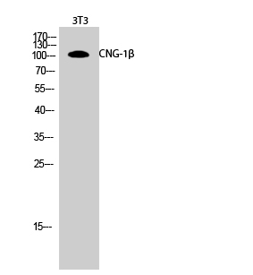 Fig.2. Western Blot analysis of 3T3 cells using CNG-1β Polyclonal Antibody.