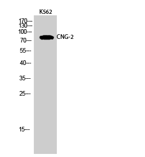Fig.2. Western Blot analysis of K562 cells using CNG-2 Polyclonal Antibody.