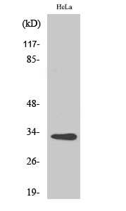 Fig. Western Blot analysis of various cells using CNOT7 Polyclonal Antibody.