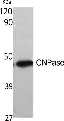 Fig.1. Western Blot analysis of various cells using CNPase Polyclonal Antibody diluted at 1:500.