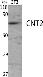 Fig.1. Western Blot analysis of various cells using CNT2 Polyclonal Antibody.
