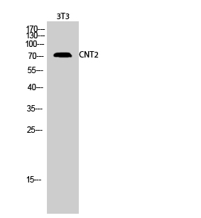 Fig.2. Western Blot analysis of 3T3 cells using CNT2 Polyclonal Antibody.