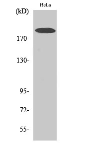 Fig. Western Blot analysis of various cells using COL5A1 Polyclonal Antibody.