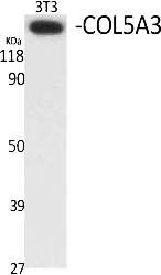 Fig.1. Western Blot analysis of various cells using COL5A3 Polyclonal Antibody.