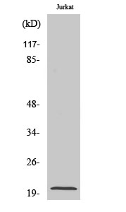 Fig. Western Blot analysis of various cells using COP ζ1 Polyclonal Antibody diluted at 1:500.