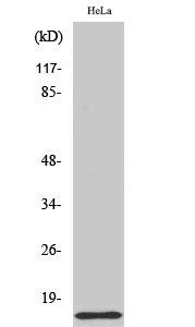 Fig. Western Blot analysis of various cells using COX17 Polyclonal Antibody.