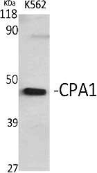 Fig.1. Western Blot analysis of various cells using CPA1 Polyclonal Antibody.